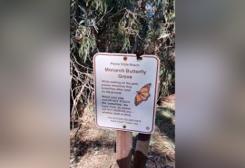 Hilo naranja une naciones ante el clamor de una michoacana por cuidar a la Mariposa Monarca